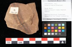 Foto (Objekt + Etikett) von Peridermium daphnes Ettingshausen (NHMW-GEO-2024-0188-0009)